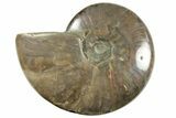 Red Flash Ammonite Fossil - Madagascar #211117-1